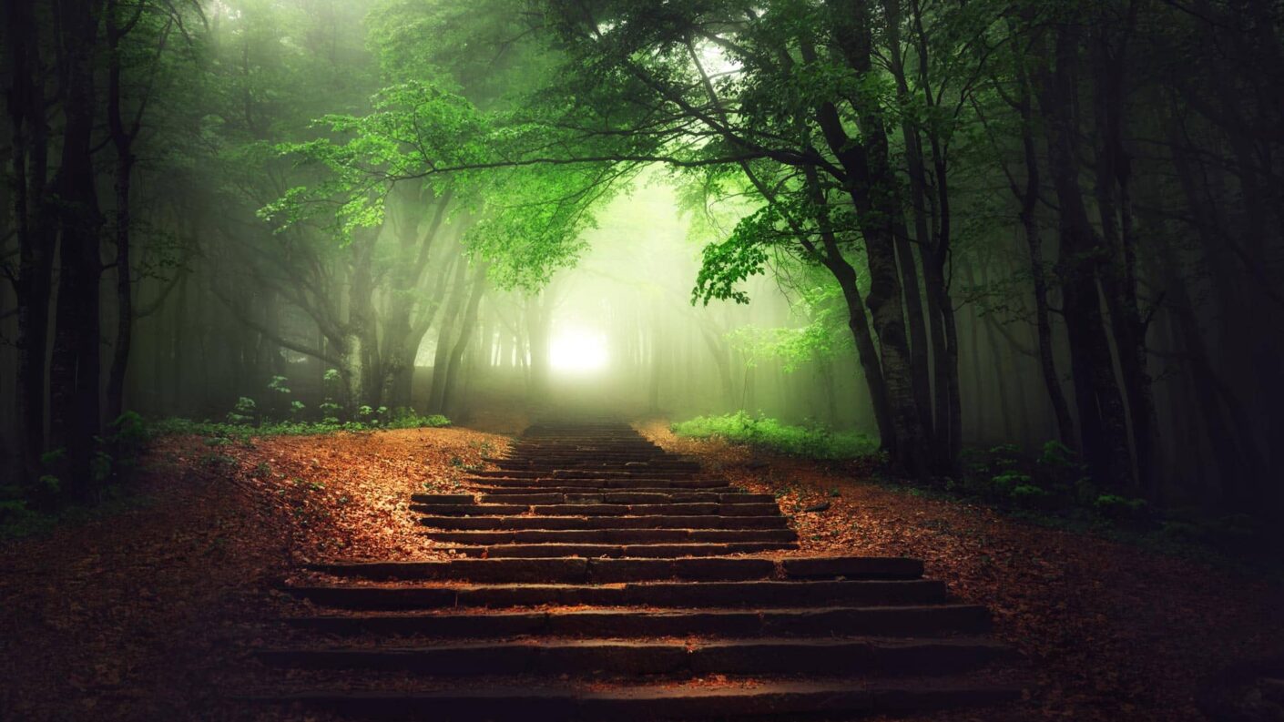 softly lit stairs in a misty forest path