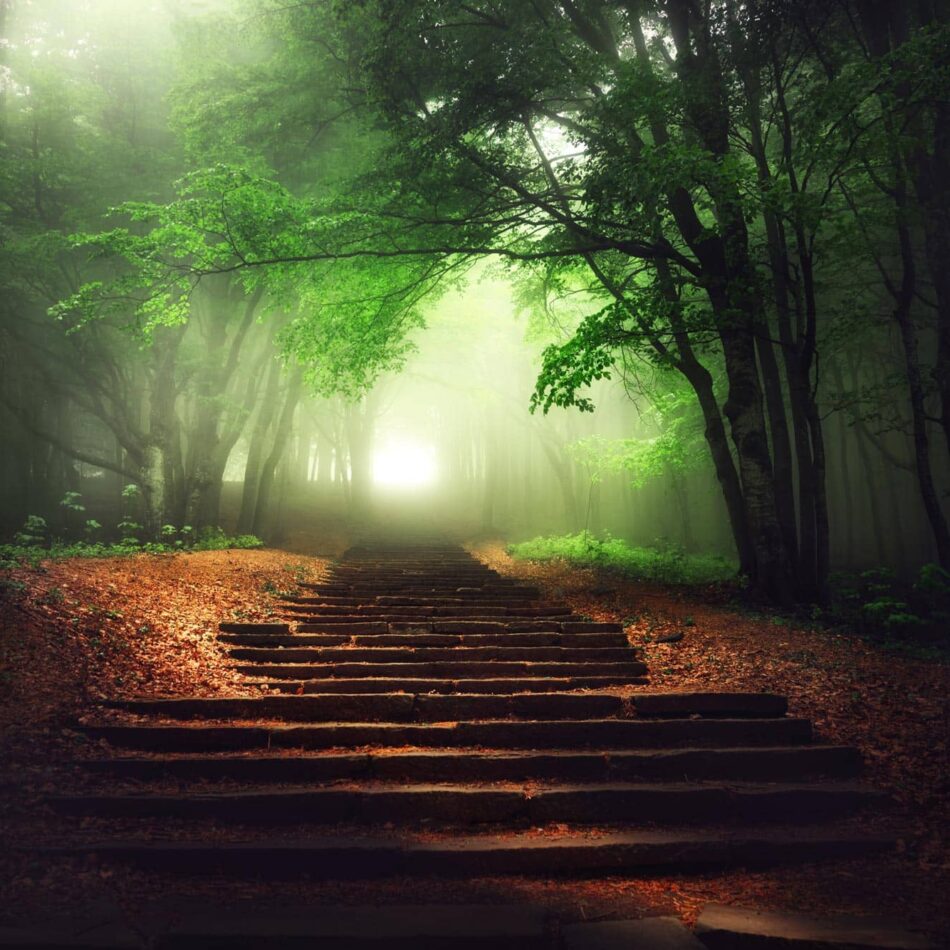 softly lit stairs in a misty forest path